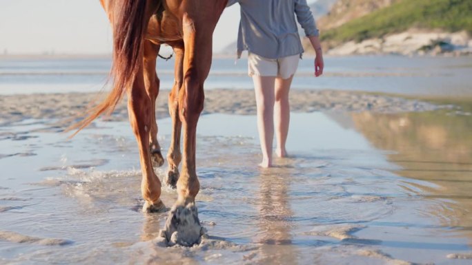 海滩，脚和女人与马走到水在大自然中旅行，冒险和旅行。岛，度假村和腿的女性与种马在日落的乐趣，自由或假