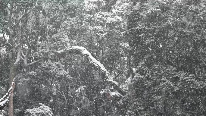 寒冬大雪下的竹林树林白雪皑皑