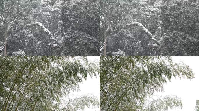 寒冬大雪下的竹林树林白雪皑皑