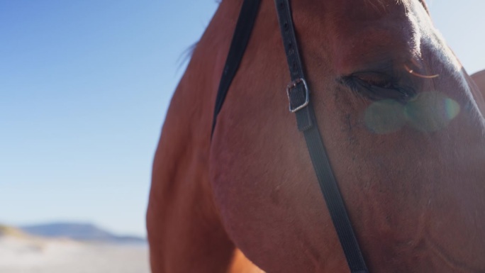 马，眼睛和特写户外乡村作为动物在农场马术训练，骑马或冒险。种马，度假和宠物马厩在自然领域或母马环境，