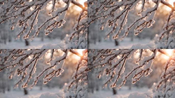 树枝枝头上的积雪
