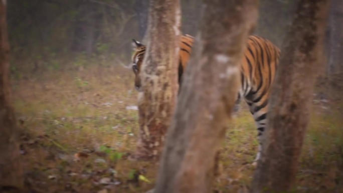底格里斯虎是印度丛林中最大的野生猫科动物，在纳加尔霍尔老虎保护区，野生猎人在绿色丛林中，面对面地观看