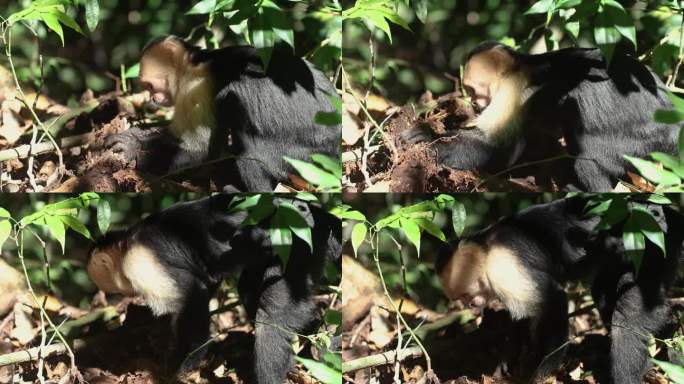 哥斯达黎加的白面卷尾猴