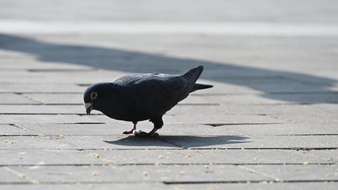 白天广场觅食的黑色鸽子
