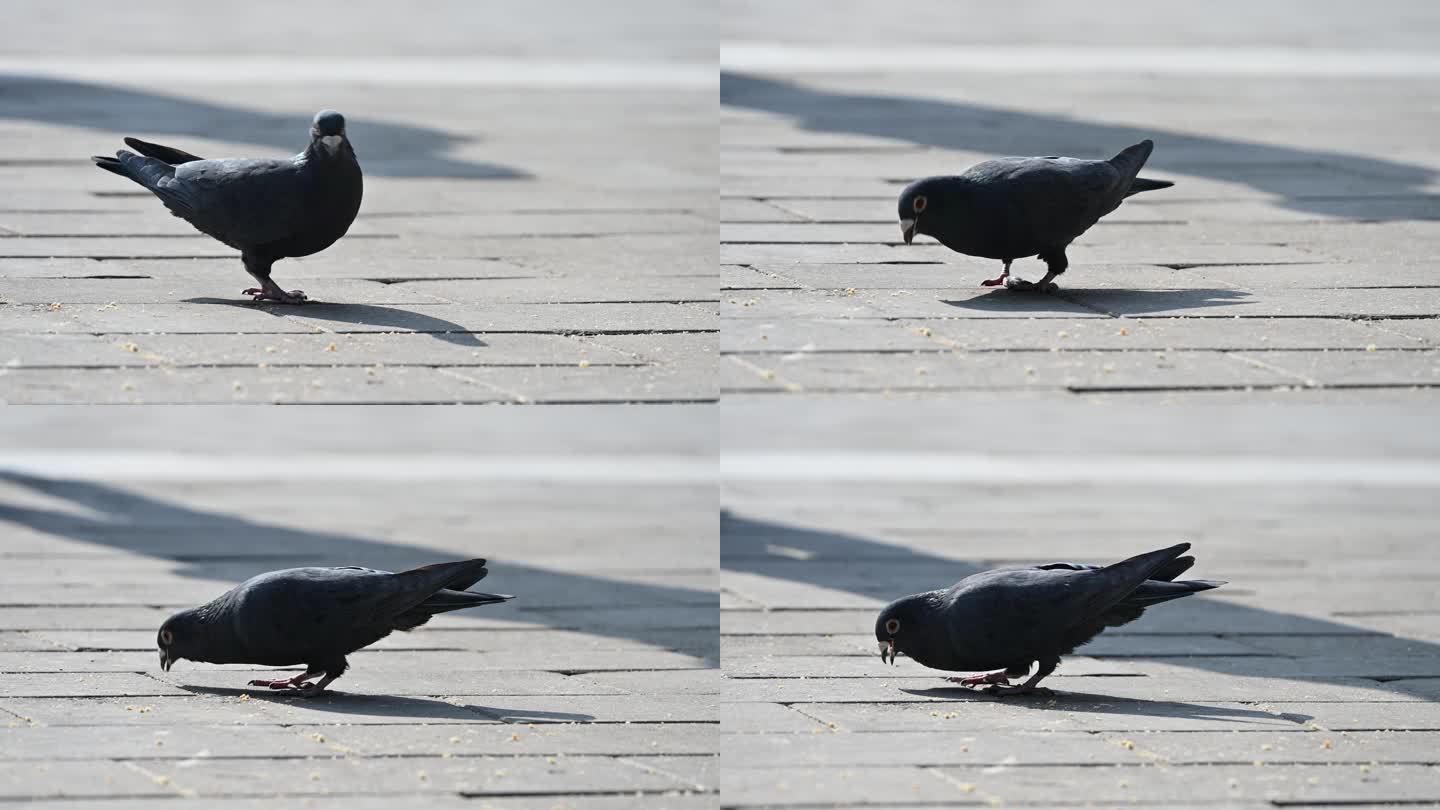 白天广场觅食的黑色鸽子