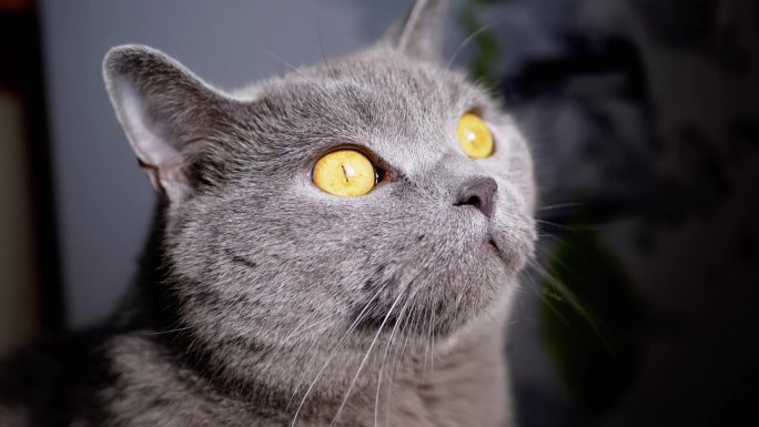 特写，一只灰色的毛茸茸的英国猫在阳光下仰望的肖像