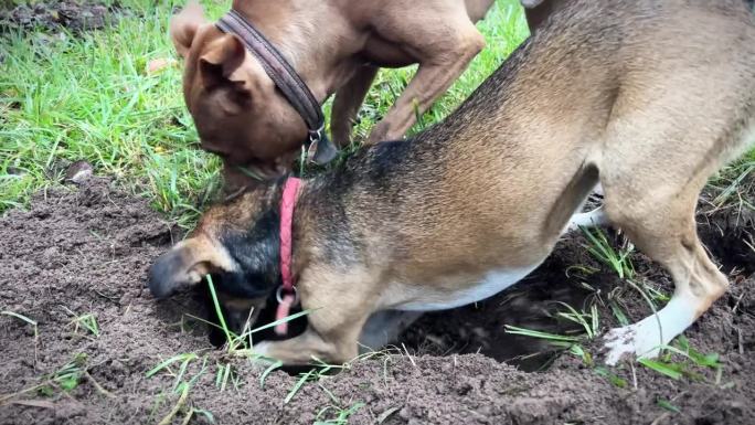 大自然中狗的有趣视频。比特犬也吃松露，杂种狗也吃老鼠。