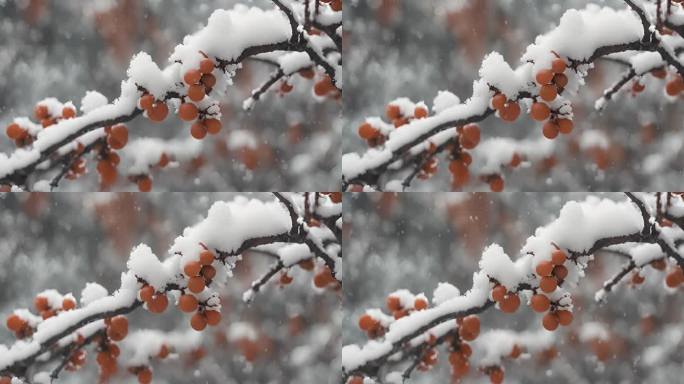 树枝枝头上的积雪