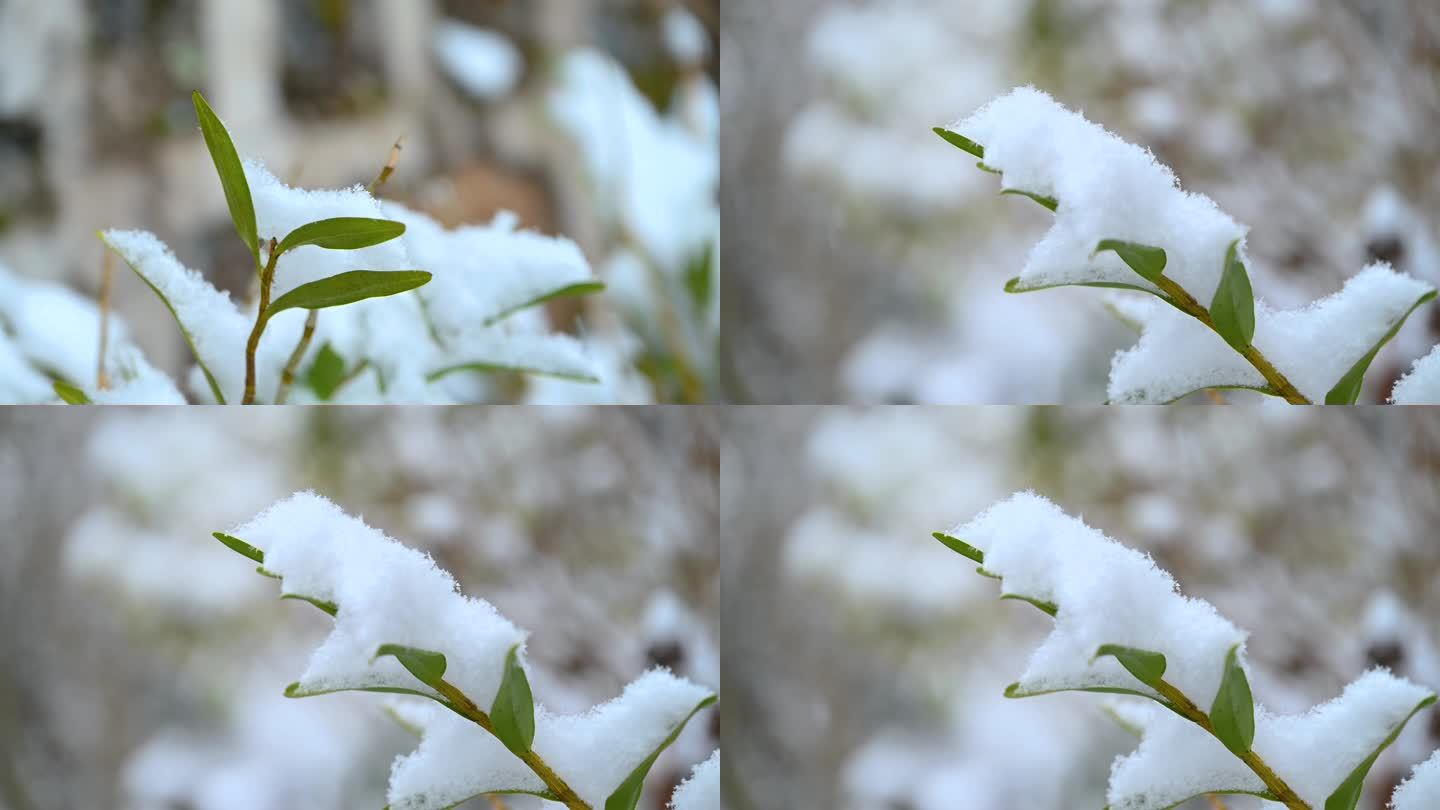 冬天冰雪下的石斛中药材