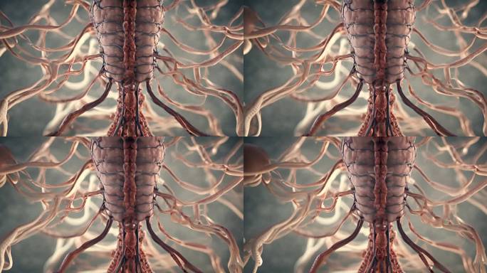 神经系统人体剖面图