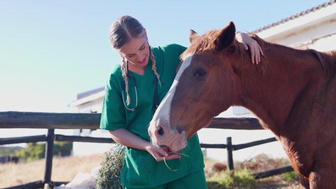 医生、妇女和马在农场照顾胡萝卜，用蔬菜喂养和帮助营养。护士，兽医和动物的饮食，饮食和健康的农村牧场在
