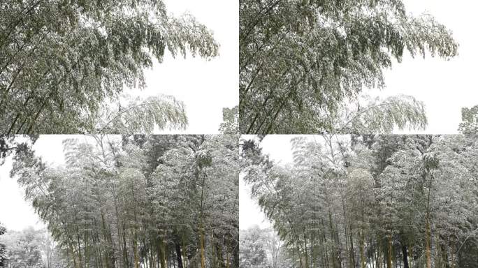 大雪下的竹林竹海竹子竹韵