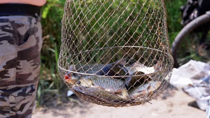 渔民展示捕获的活鱼，十字花鱼在一个金属网格