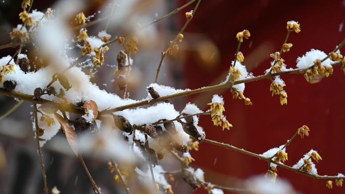 冬季冰雪下的梅花唯美特写腊梅寒梅