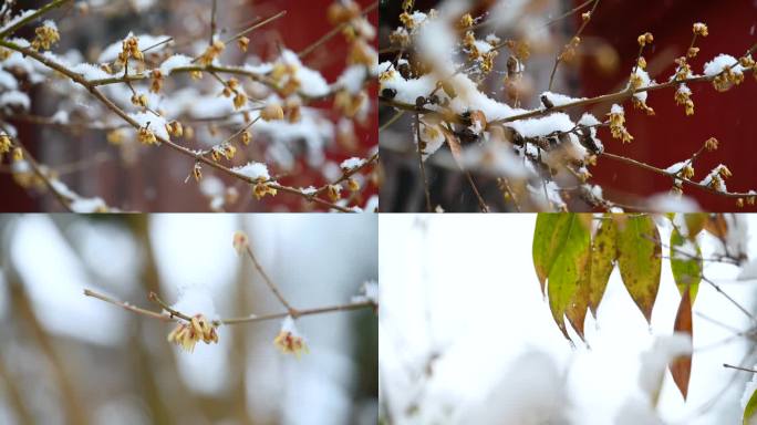 冬季冰雪下的梅花唯美特写腊梅寒梅