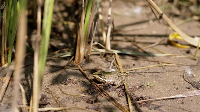绿斑芦苇蟾蜍坐在芦苇的湿沙上等待猎物。后视图4K