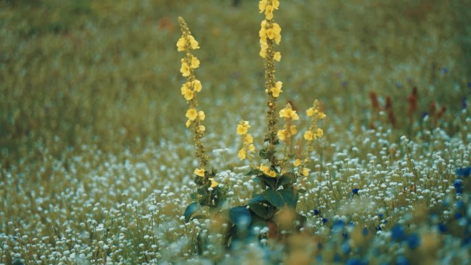 夏天的草地上，黄色的秋葵花长茎，周围是白色和蓝色的花朵。视差视频。散景背景。