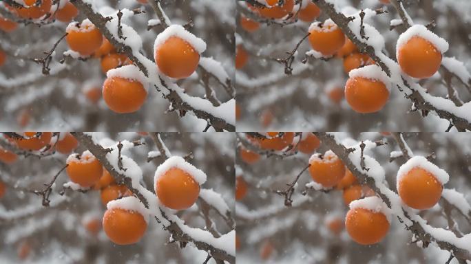 枝头上的柿子下雪天积雪