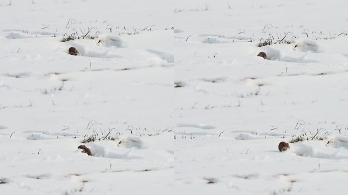 小老鼠在雪地里跑老鼠在田地觅食