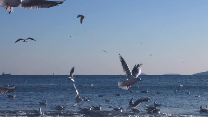 海鸥 海面上的海鸥