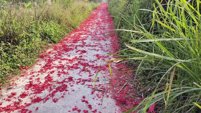 农村阳光小路 铺满红纸碎片的乡村 小道