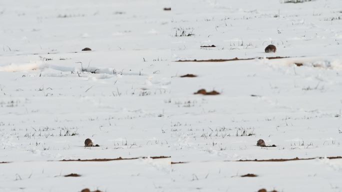 小老鼠在雪地里跑老鼠在田地觅食