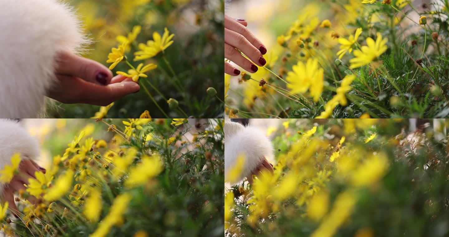 女孩手指抚摸花从黄色花朵人与自然金色茼蒿
