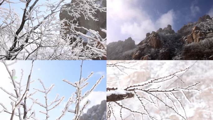 唯美雪松 唯美雪景 升格拍摄冬天松树积雪