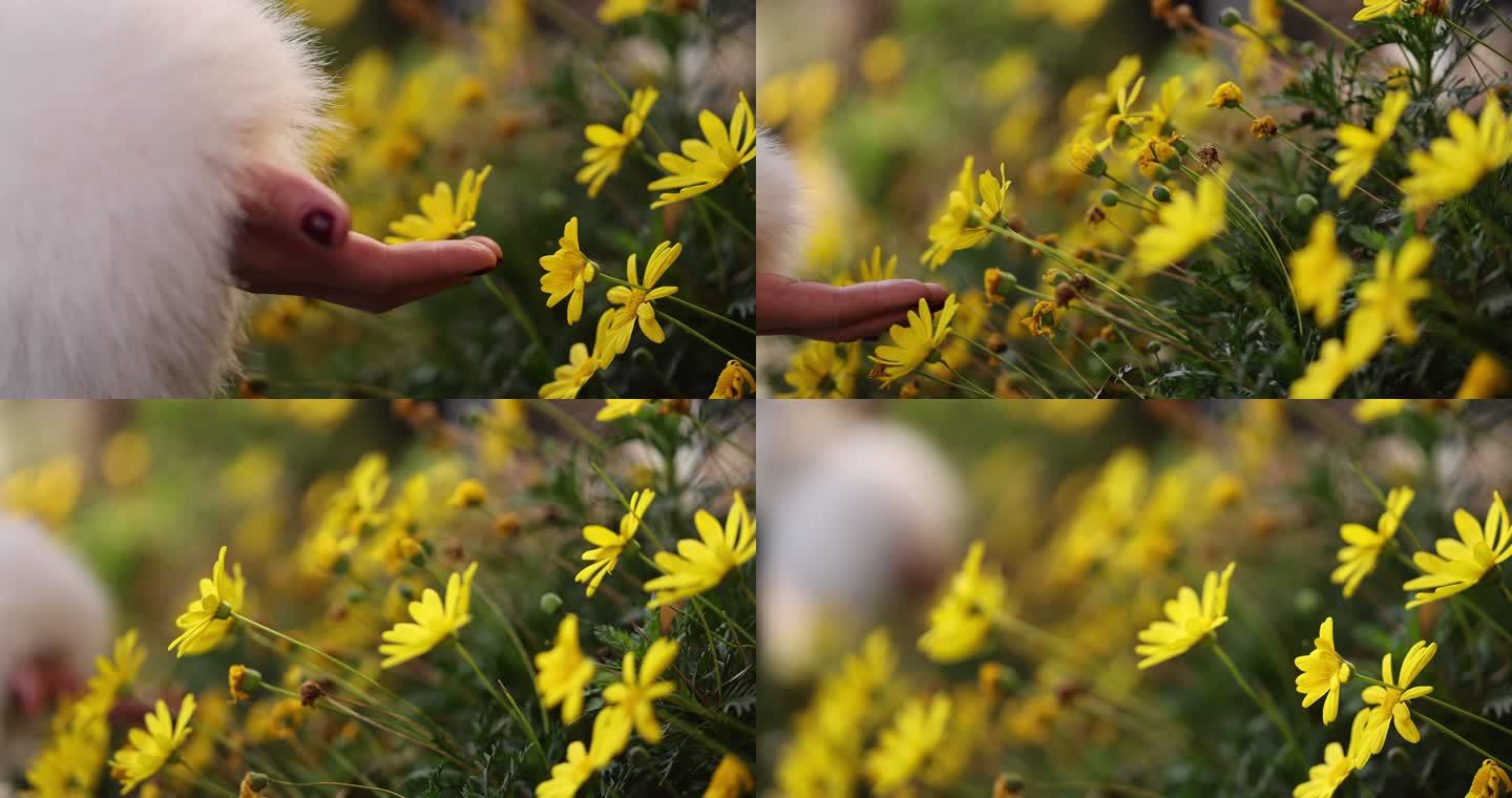 女孩手指抚摸花从黄色花朵人与自然金色茼蒿