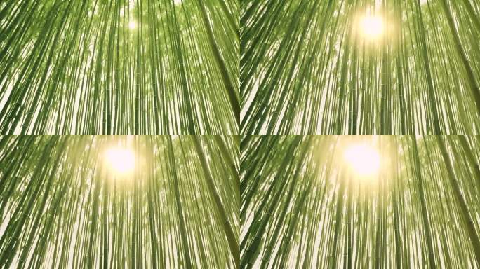 竹林逆光光线自然风景种植园
