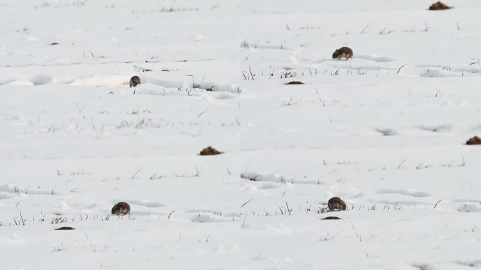 小老鼠在雪地里跑老鼠在田地觅食