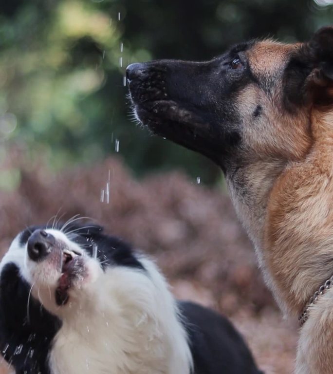 三只狗狗抢水喝