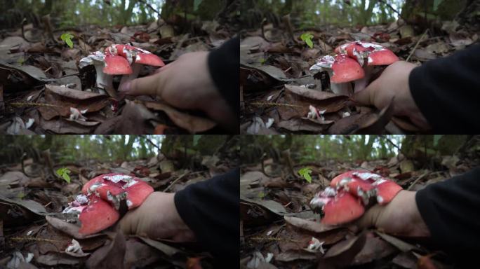 森林里生长的蘑菇野生菌采蘑菇红菇