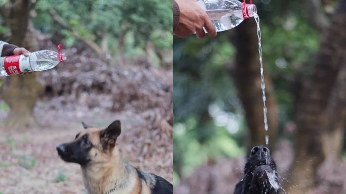 主人给狗狗喝水慢动作拍摄