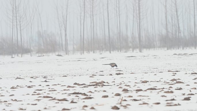 山鸡野鸡环颈雉鸡冬天下雪在雪地里跑