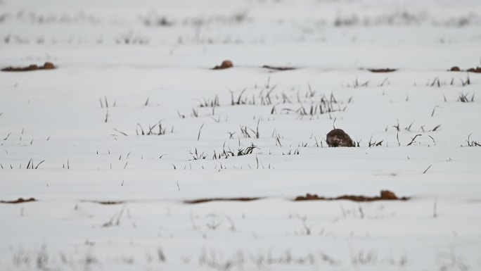 小老鼠在雪地里跑老鼠在田地觅食