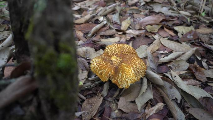 静谧的森林里采蘑菇牛肝菌