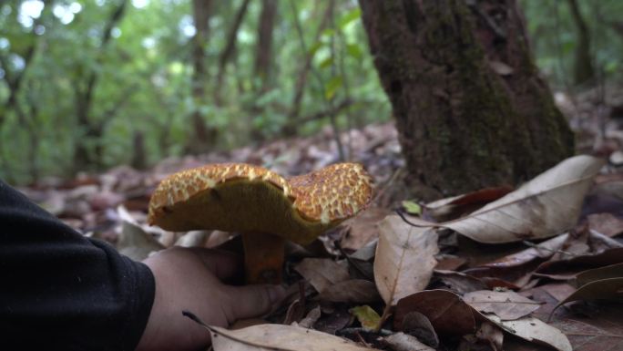 蘑菇 野生菌 真菌牛肝菌  大自然 森林