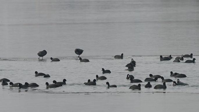 白骨顶鸡在湖中游水觅食嬉戏戏水