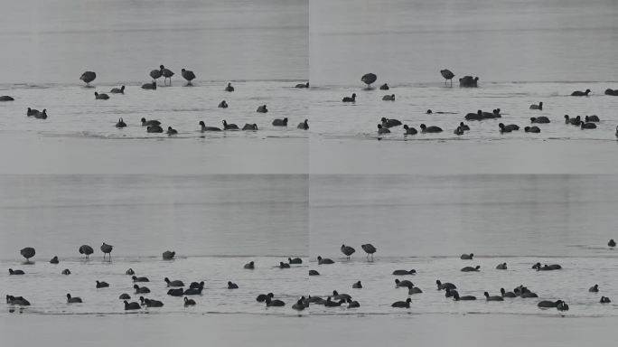 白骨顶鸡在湖中游水觅食嬉戏戏水