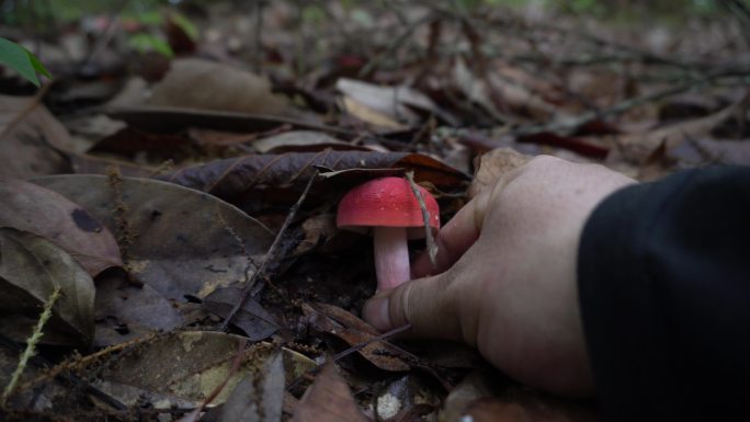 森林里生长的蘑菇野生菌采蘑菇红菇