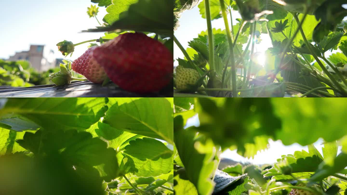 草莓园草莓特写1