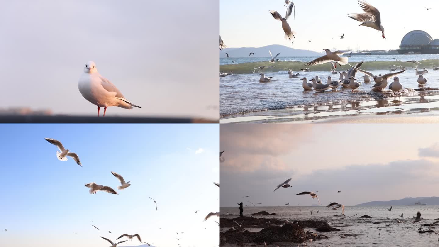 海鸥合集 海边海鸥