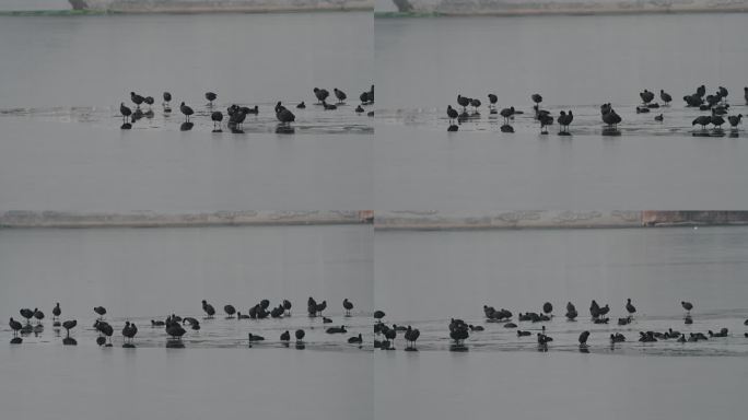 白骨顶鸡在湖中游水觅食嬉戏戏水