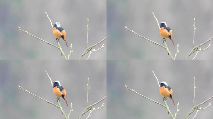 漂亮的北红尾鸲，3分钟北红尾鸲叫声
