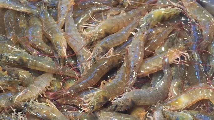 福建厦门第八市场海鲜市场出售的海虾