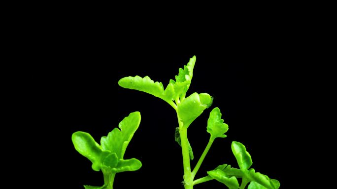 植物发芽生长延时