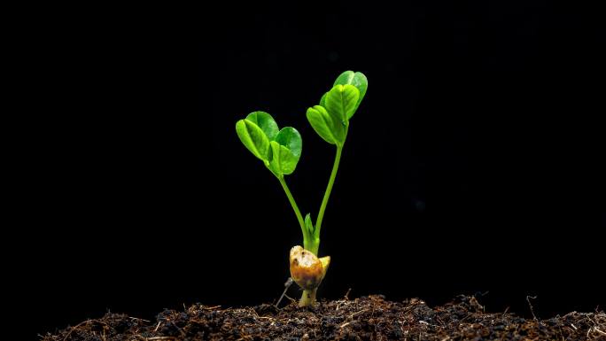 植物发芽生长延时