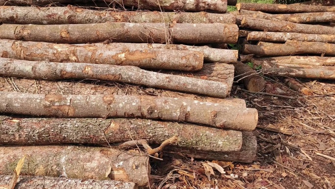 实拍原木材加工木材堆砍伐的大树 树木实木