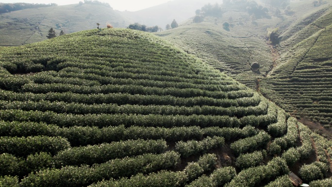 阳光下的茶园航拍